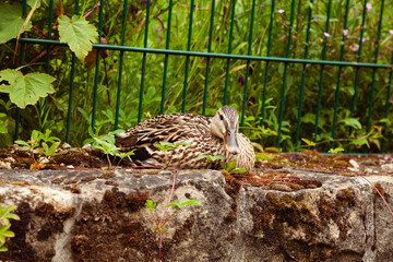 Luxembourg ville, canne