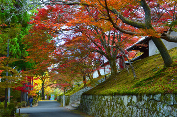 京都市曼殊院の門前の紅葉03