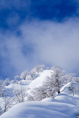 Fototapeta na wymiar 降りたての雪に晴れ渡った空の対比が美しい冬の風景