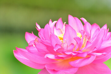 Obraz premium 蓮の花 