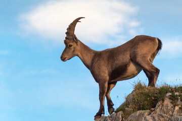 Ibex full-length in profile coming down from a rock in the mountains