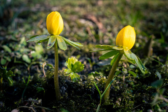 Rannik wiosenny - żółte kwiaty