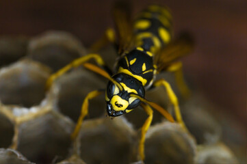 Macro of a wasp on its wasp nest