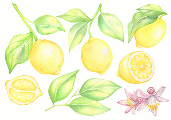 Hand painted watercolor lemon set.Lemon,lemon leaves,lemon flower,half a lemon.Isolated on white background.