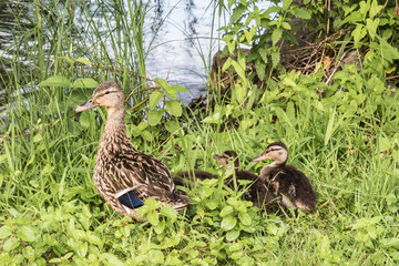 Female mallard with her little mallard chicks