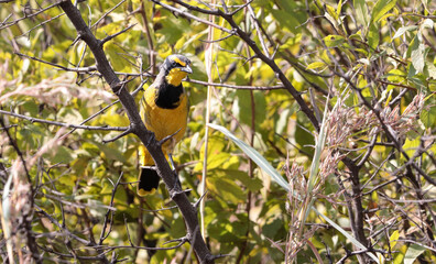 Bokmakierie, Addo Elephant National Park