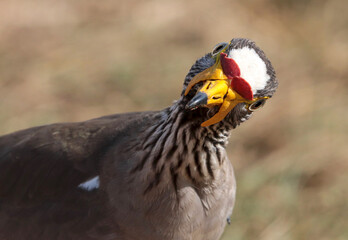 African Wattled Lapwing, South Africa