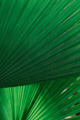 Fondo abstracto, textura hojas palmera, tropical
