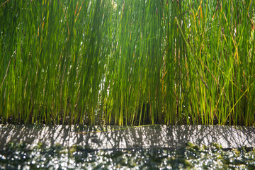 Green grass texture, flora, fauna .