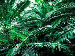 beautiful background of tropical green leaves
