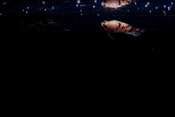 Fototapeta na wymiar betta fish splenders plackat female melano color with black dots
