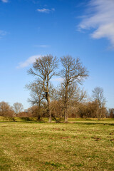 Obraz premium Flussaue der Weißen Elster zwischen Bornitz bei Zeitz und Göbitz, Burgenlandkreis, Sachsen-Anhalt, Deutschland