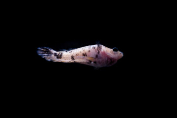 Fototapeta na wymiar betta fish splenders plackat female melano color with black dots