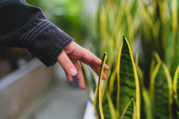 Mano de mujer joven tocando plantas en un invernadero
