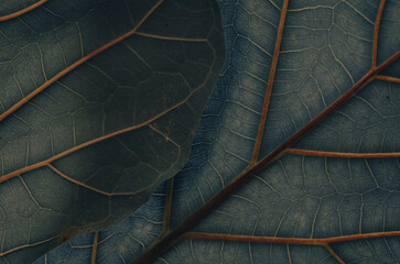 Fondo hojas, abstracto tropical