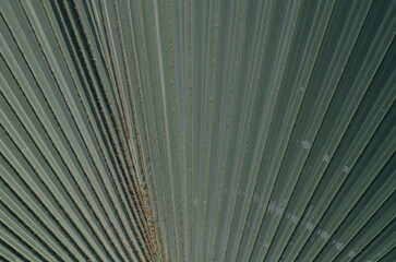 Fondo abstracto, textura hojas palmera, tropical