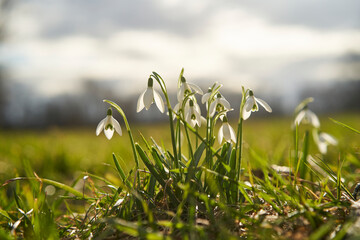 Obraz premium Kleines Schneeglöckchen, Galanthus nivalis, Schneeglöckchen..