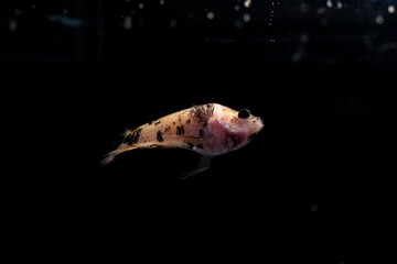 Obraz premium betta fish splenders plackat female melano color with black dots