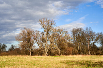Obraz premium Flussaue der Weißen Elster zwischen Bornitz bei Zeitz und Göbitz, Burgenlandkreis, Sachsen-Anhalt, Deutschland