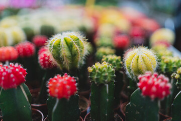 cactus y mini cactus en un invernadero