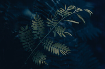 Fondo plantas, textura hojas, abstracto