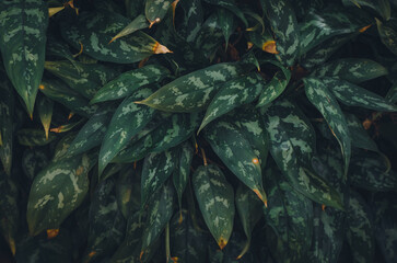 Fondo hojas tropical, abstracto