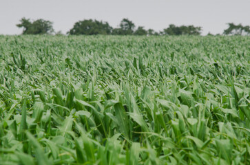 Fototapeta na wymiar horizon of field planted with young corn for agriculture, to generate quality food