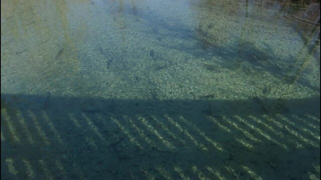 fish swimming in Ager river
