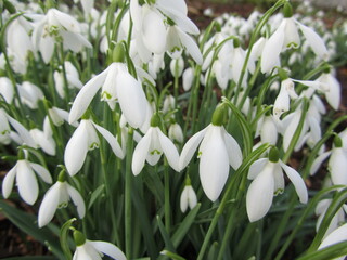 White Snowdrops with Green Stems and Leaves