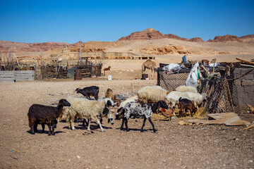 Bedouin settlement in the Sinai desert, goats in the house yard, Egypt