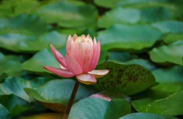 Magic big bright pink water lily or lotus flower Perry's Orange Sunset in pond. Beautiful Nymphaea rises above spotted leaves in water. Flower landscape for nature wallpaper