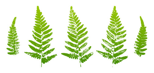 Set of fern leaves paint prints isolated on white background 2 © evgeniya_m