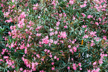 Green oleander bush with pointy leaves blooms with bright pink flowers in park. Exotic tropical...