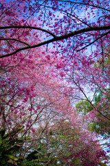 Blossoms in Chiangmai, Thailand