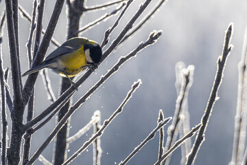 Winter scene of a Great Tit wiping its beak on a leafless, frost-covered branch. Light illuminates from behind the scene creating clear outlines to the subjects. Blurred grayish background. 