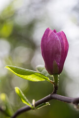 Magnolia bloom in the garden. Spring background