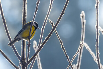 Winter scene of a Great Tit resting on a leafless, frost-covered branch. Light illuminates from behind the scene creating clear outlines to the subjects. Blurred bluish background. 