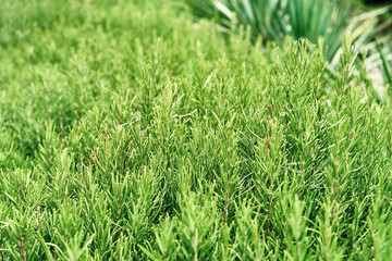 Bunches of vivid rosemary growing on lawn near plants of private garden. Yard illuminated by bright sunlight with greenery growing in pots closeup