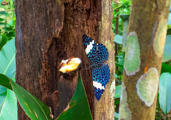 Black, aqua, blue spotted, white striped butterfly (Hamadrya) eating with red ants on tree in the Amazon jungle. Amazon Rainforest animals on a sunny day with greenery in background.