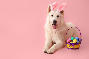 Funny white dog in bunny ears with Easter eggs and basket on pink background