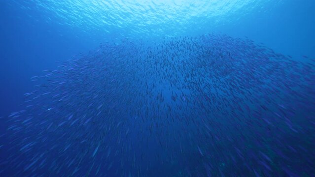 Seascape with School of Fish, Boga fish in the coral reef of the Caribbean Sea, Curacao