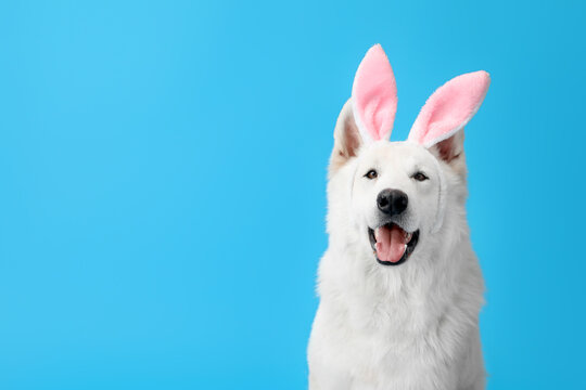 Funny white dog in bunny ears on blue background