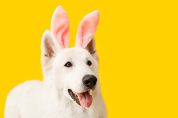 Funny white dog in bunny ears on yellow background