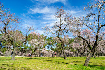 The Quinta de los Molinos park in Madrid in full bloom of spring almond and cherry trees with white and pink flowers on a clear day, in Spain. Europe. Photography. Spring. Spring Time 2023.