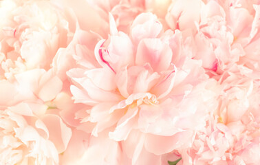 Obraz na płótnie Canvas Gorgeous delicate pink peonies, blooming tender natural background, lovely spring composition