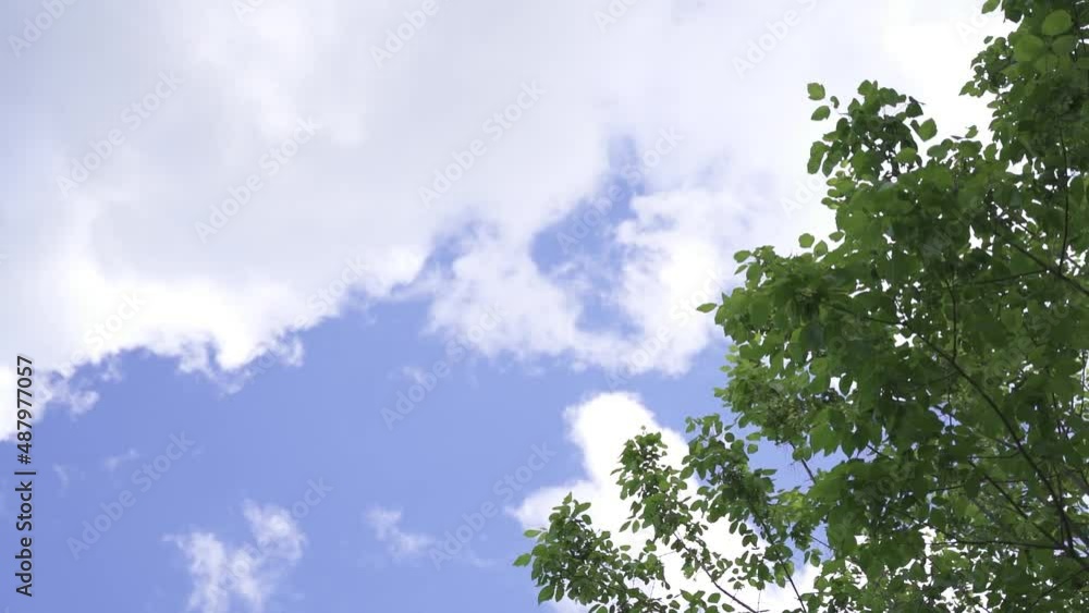Aufkleber looking up trees blowing in the wind with blue sky. azure sky and bright cloud in daytime is beautif