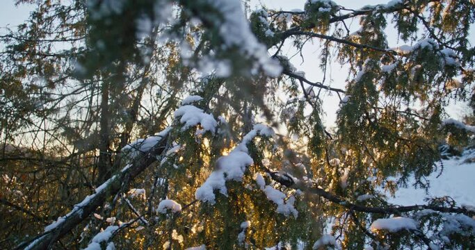 Parallax shot of fallen trees at a hillside on a beautiful winter evening. Sun shines through the branches.