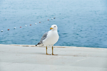 White seagull strolls along concrete waterfront near calm sea. Rippling water washes asphalt alley at bright sunlight in summer closeup