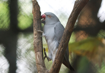 The gray parrot is sitting on a tree. It is beautiful to look at