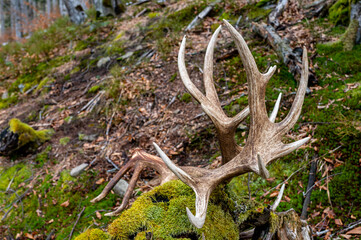 A set of huge Red Deer antler sheds. Beautiful natural background. Bieszczady Mountains, Carpathians, Poland.